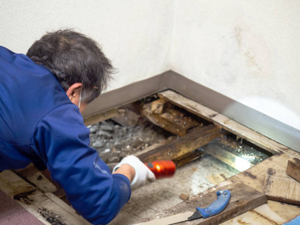 Taos, MO Mold Remediation Company