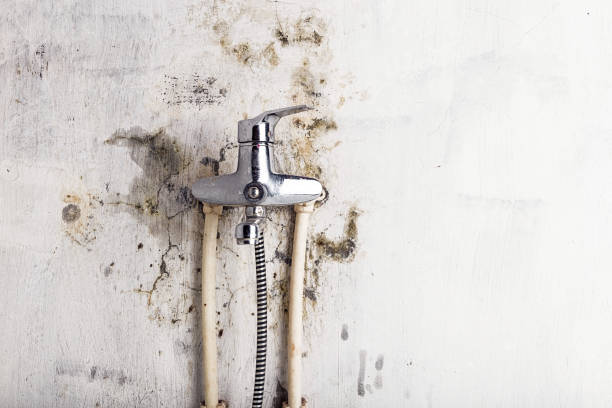 Best Bathroom Mold Remediation in Taos, MO