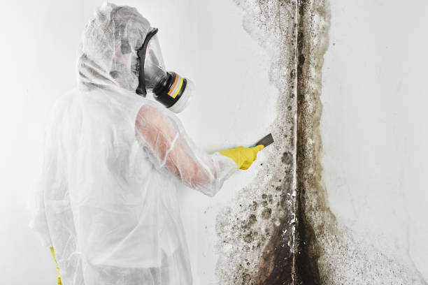 Best White Mold Remediation in Taos, MO