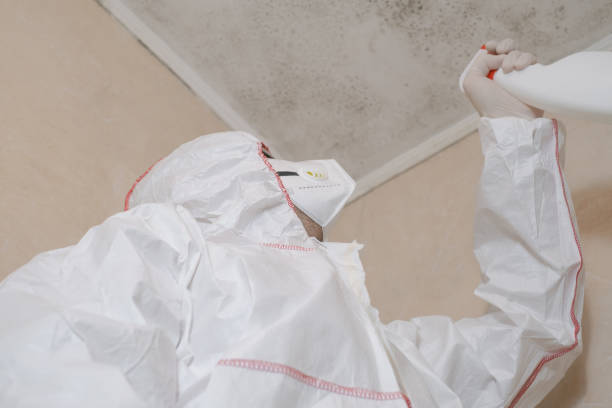 Best DIY Mold Remediation Support Services in Taos, MO