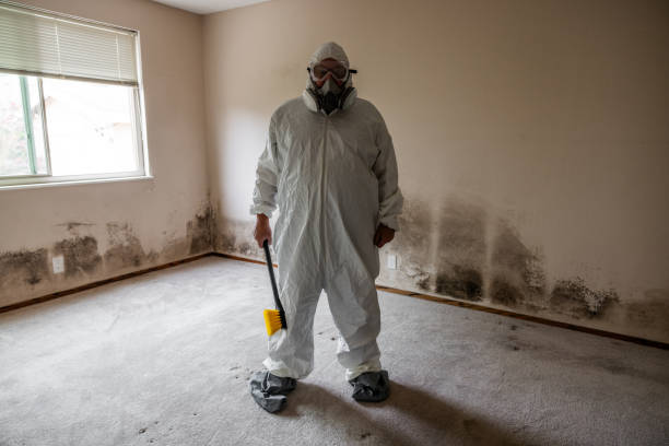 Best Attic Mold Remediation in Taos, MO