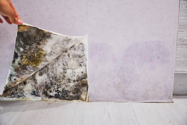 Best Kitchen Mold Remediation in Taos, MO